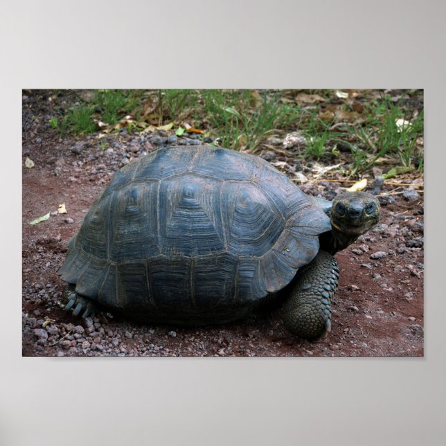 Poster Tortue géante des Galapagos (Devant)