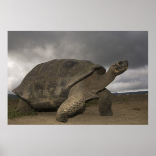 Poster Tortue géante des Galapagos Geochelone