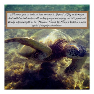 Poster Tortue hawaïenne