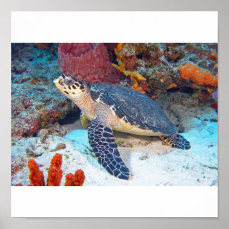 Poster Tortue hawksbill