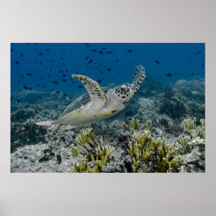 Poster Tortue imbriquée nageant