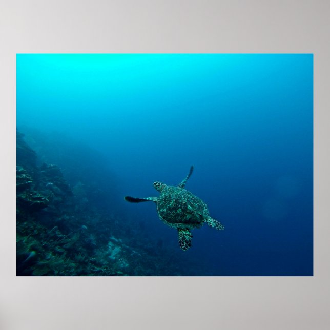 POSTER TORTUE MARINE DANS L'EAU (Devant)