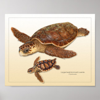Poster Tortue migratrice Adulte et Juvénile Imprimer