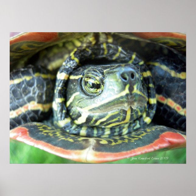 Poster Tortue peinte (Chrysemys picta) 2 (Devant)