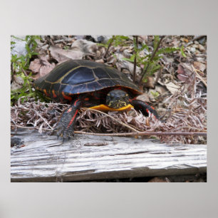Poster Tortue peinte en toile sur terre