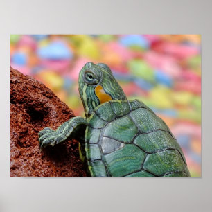 Poster tortue Rouge-à oreilles de glisseur
