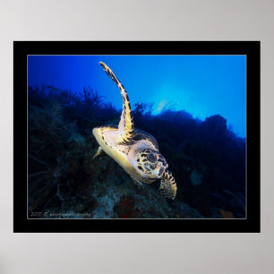 Poster Tortue Swooping