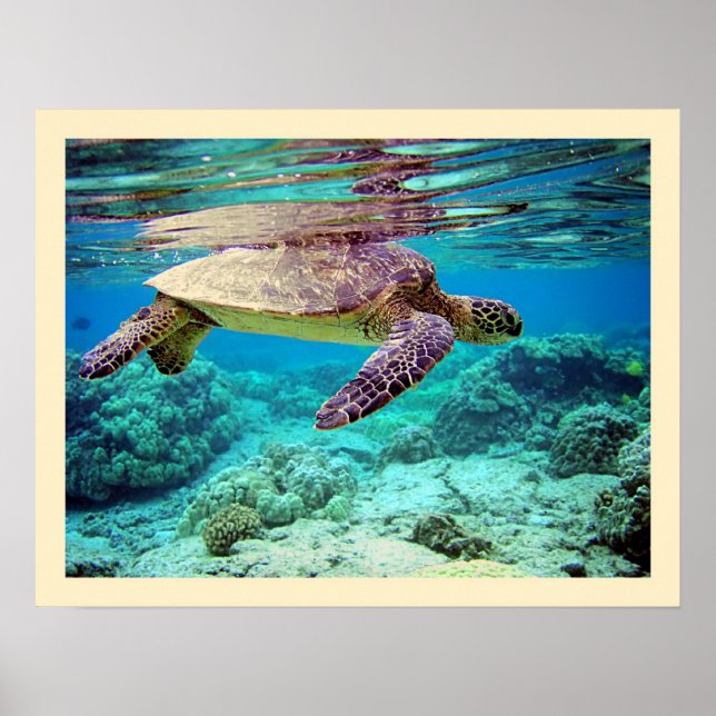 Poster Tortue verte (Chelonia mydas) (Devant)