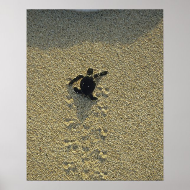 Poster Tortue verte, (Chelonia mydas), éclos (Devant)