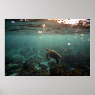 Poster Tortue verte des Galapagos : Sérénité sous-marine