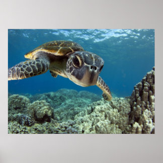 Poster Tortue verte hawaïenne