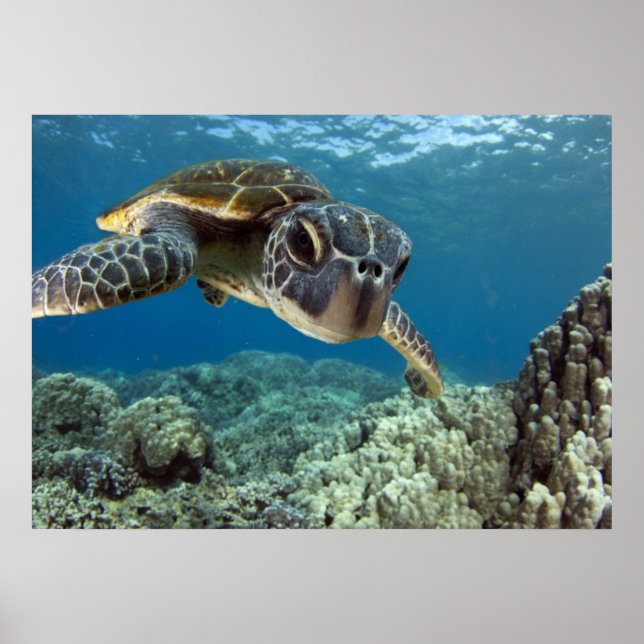 Poster Tortue verte hawaïenne (Devant)