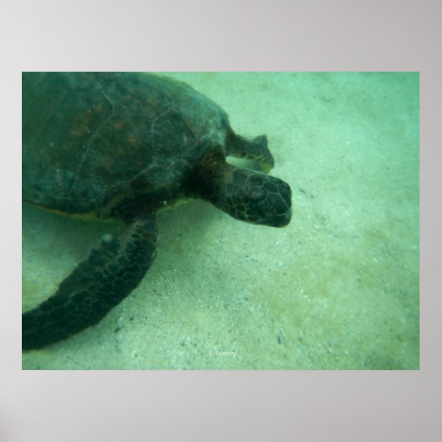 Poster Tortue verte hawaïenne (Devant)
