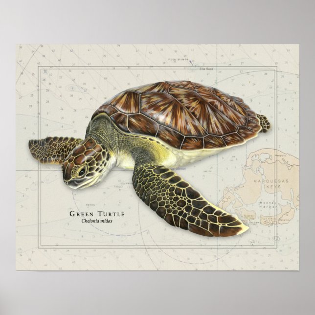 Poster Tortue verte sur carte marine (Devant)