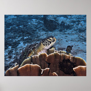 Poster Tortue verte sur le corail