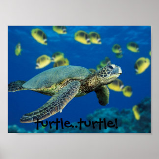 Poster Tortue verte, tortue... tortue !