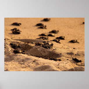 Poster Tortues de mer