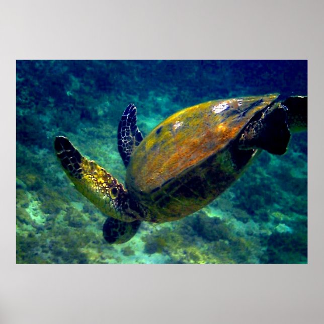 Poster Tortues de mer vertes (Devant)