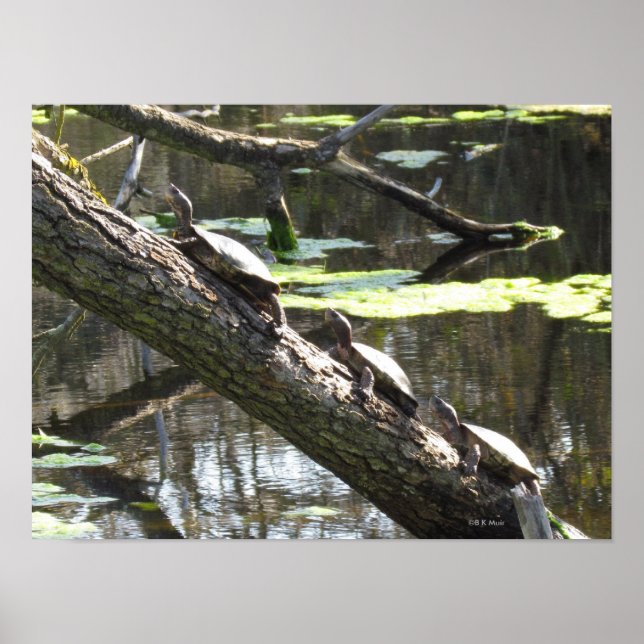 Poster - Tortues d'étang (Devant)