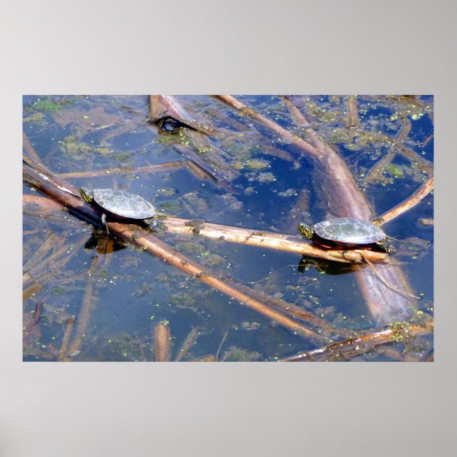 Poster Tortues peintes (Chrysemys picta) (Devant)