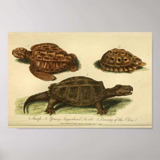 Poster Tortues vintages Histoire naturelle Imprimer (Devant)