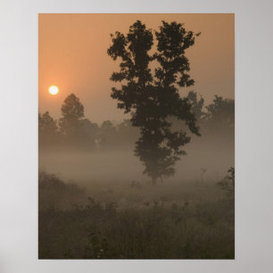 Poster Tôt le matin, soleil levant et brouillard au sol