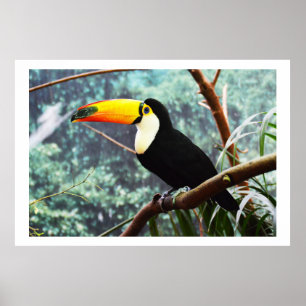 Poster Toucan