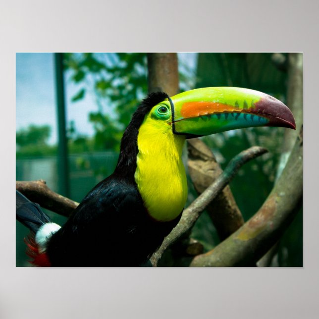 Poster Toucan (Devant)