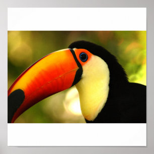 Poster toucan