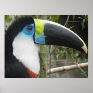 Poster Toucan