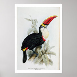 Poster Toucan à bec rouge, de 'Monographie du Rampha