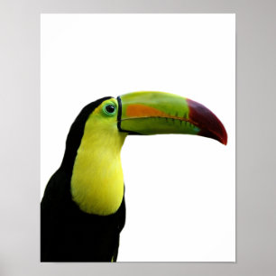 Poster Toucan animal exotique tropical moderne photo