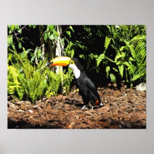 Poster Toucan in Spain