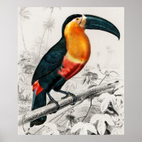 Toucan Ramphastos Illustration Art Vintage Imprime