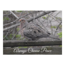 Toujours choisir la paix | Photo de colombe