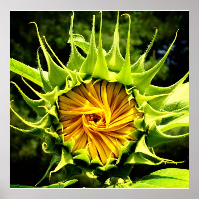 Poster Tourbillon de tournesol (Devant)