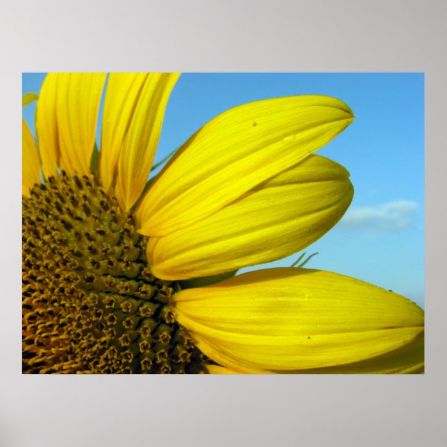 Poster Tournesol (Devant)