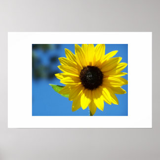 Poster Tournesol