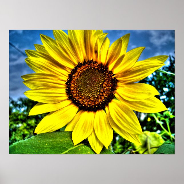 Poster tournesol (Devant)