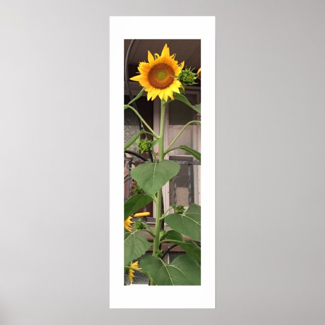 Poster Tournesol (Devant)