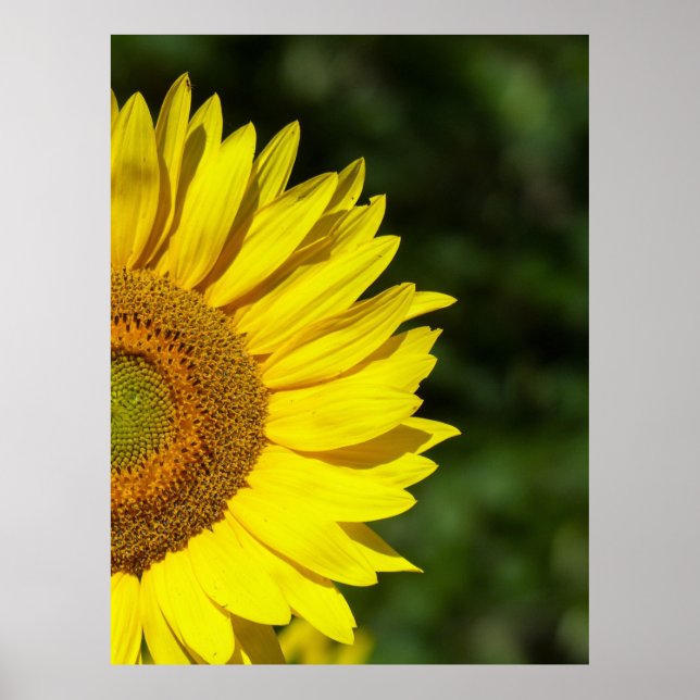 Poster Tournesol (Devant)