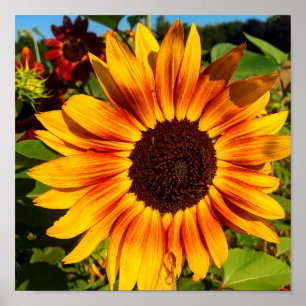 Poster Tournesol