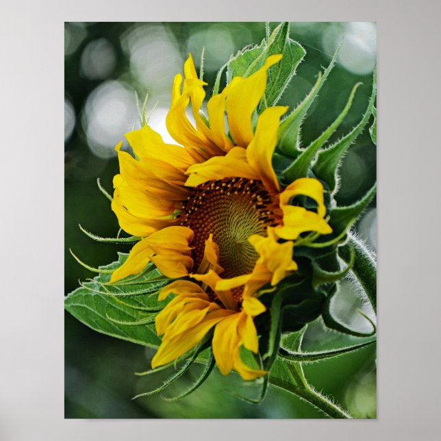 Poster Tournesol (Devant)