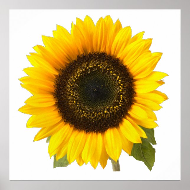 Poster Tournesol (Devant)