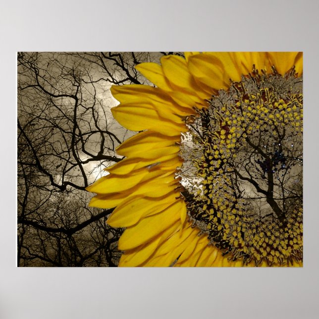 Poster tournesol (Devant)