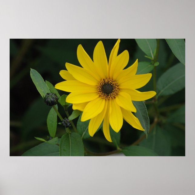 Poster Tournesol (Devant)