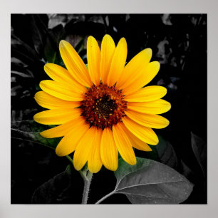 Poster Tournesol 2