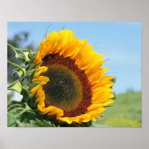 Poster Tournesol Au Soleil