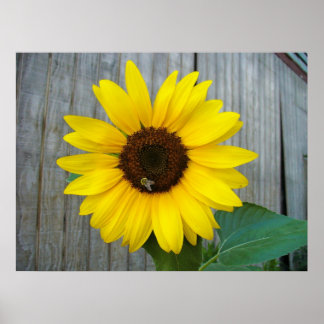Poster Tournesol avec abeille
