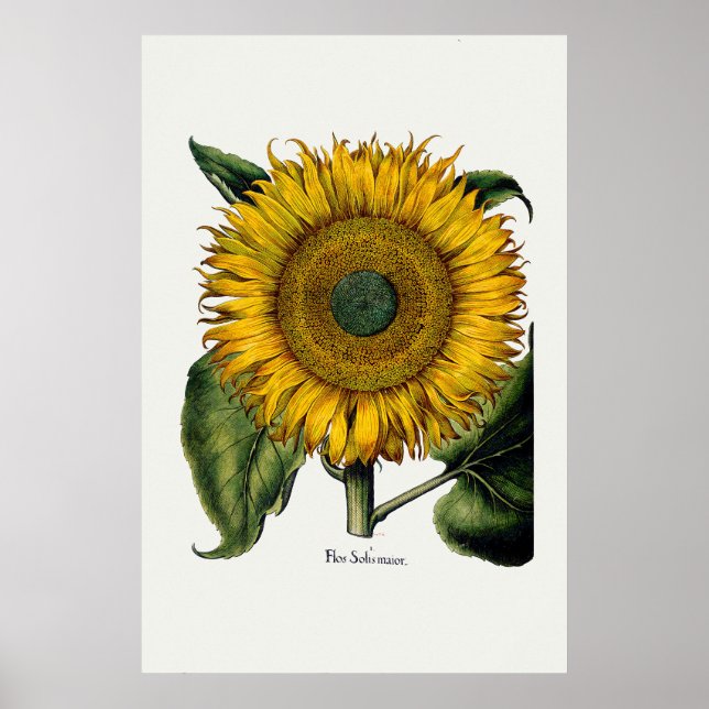Poster Tournesol de Hortus Eystettensis (Devant)